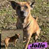 adoptable Dog in  named Jolie