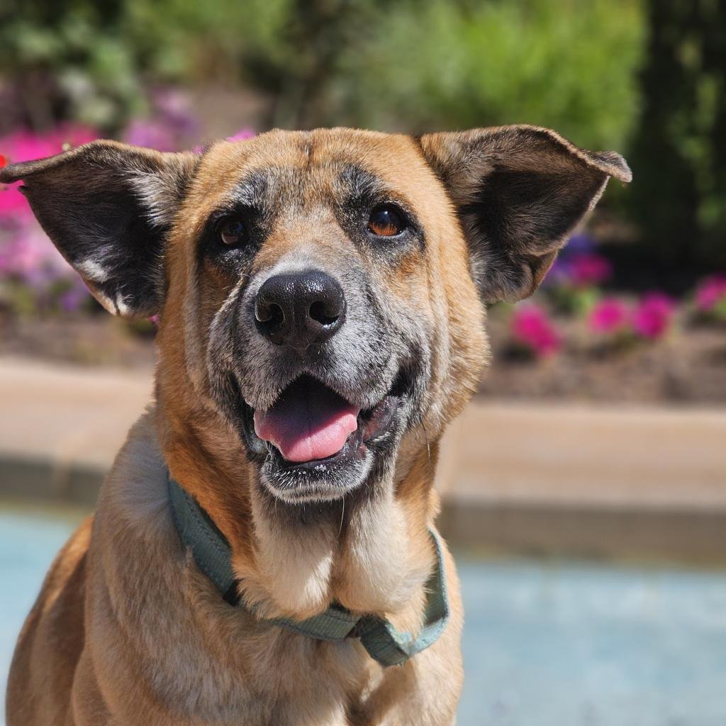 adoptable Dog in Bentonville, AR named Jolie
