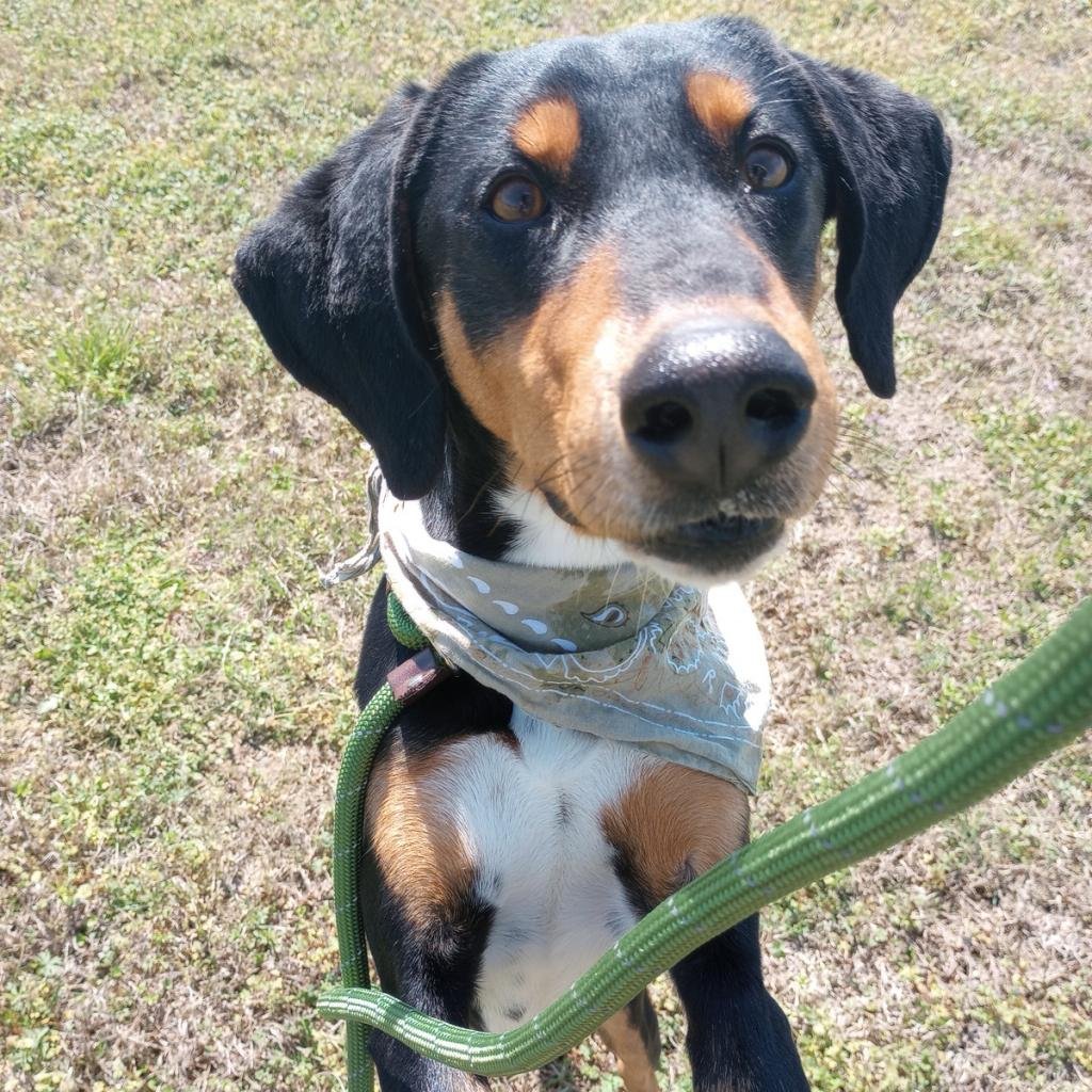 adoptable Dog in Bentonville, AR named Dewey