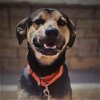 adoptable Dog in bentonville, AR named Bobby