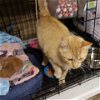 adoptable Cat in bentonville, AR named Cheeto
