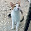 adoptable Cat in benton, AR named Odette