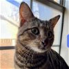 adoptable Cat in bentonville, AR named Dallop