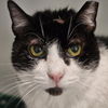 adoptable Cat in bentonville, IL named Ruth