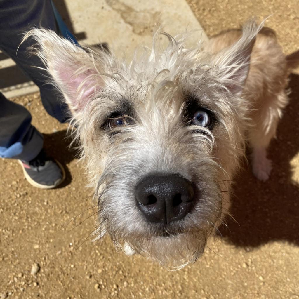 Mountain - Terrier