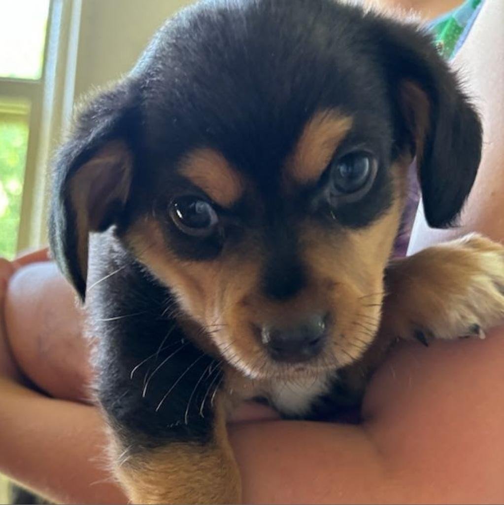 adoptable Dog in Bentonville, AR named Phoebe