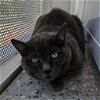 adoptable Cat in benton, AR named Pearl