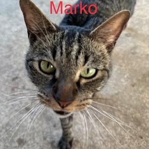 Marko - Domestic Short Hair