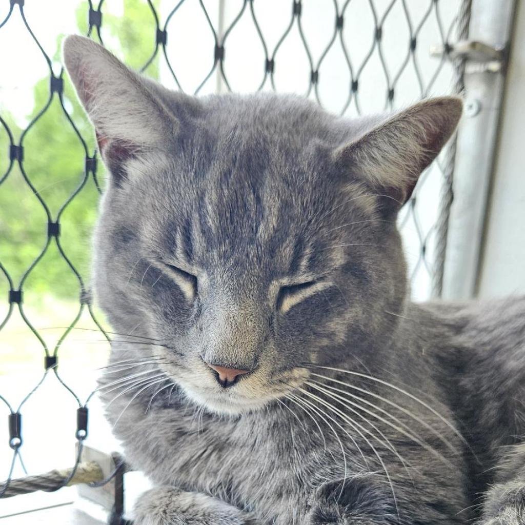 adoptable Cat in Bentonville, AR named Mickey