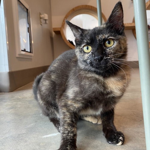 picture of the cat needing adoption