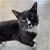 adoptable Cat in benton, AR named Arlo