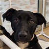 adoptable Dog in benton, AR named Levi