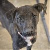 adoptable Dog in bentonville, AR named Lucy