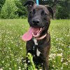 adoptable Dog in benton, AR named Lucy