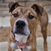 adoptable Dog in bentonville, AR named Miles Davis