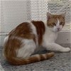 adoptable Cat in benton, AR named Reginald