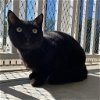 adoptable Cat in bentonville, AR named Mayor