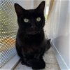 adoptable Cat in benton, AR named Mayor