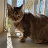 adoptable Cat in bentonville, AR named Britney