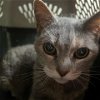adoptable Cat in bentonville, AR named Annie
