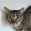 adoptable Cat in , AR named Tab
