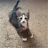 adoptable Cat in bentonville, AR named Alvin