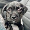 adoptable Dog in bentonville, AR named Burton