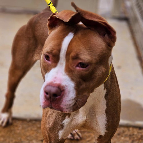 picture of the dog needing adoption