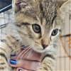 adoptable Cat in benton, AR named Moe