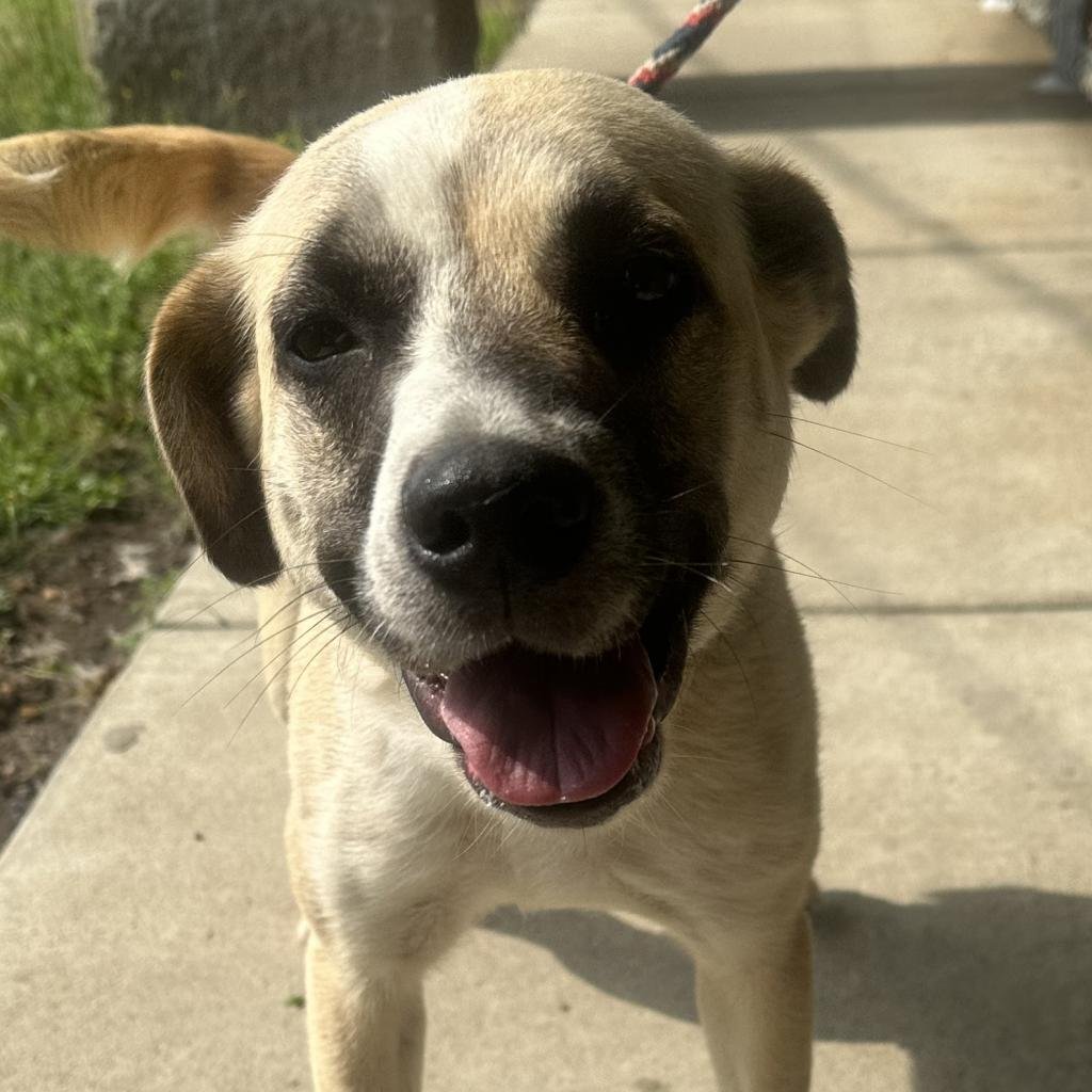 adoptable Dog in Bentonville, AR named Arya
