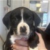 adoptable Dog in bentonville, AR named Sophie
