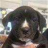adoptable Dog in benton, AR named Chilli