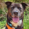 adoptable Dog in  named George