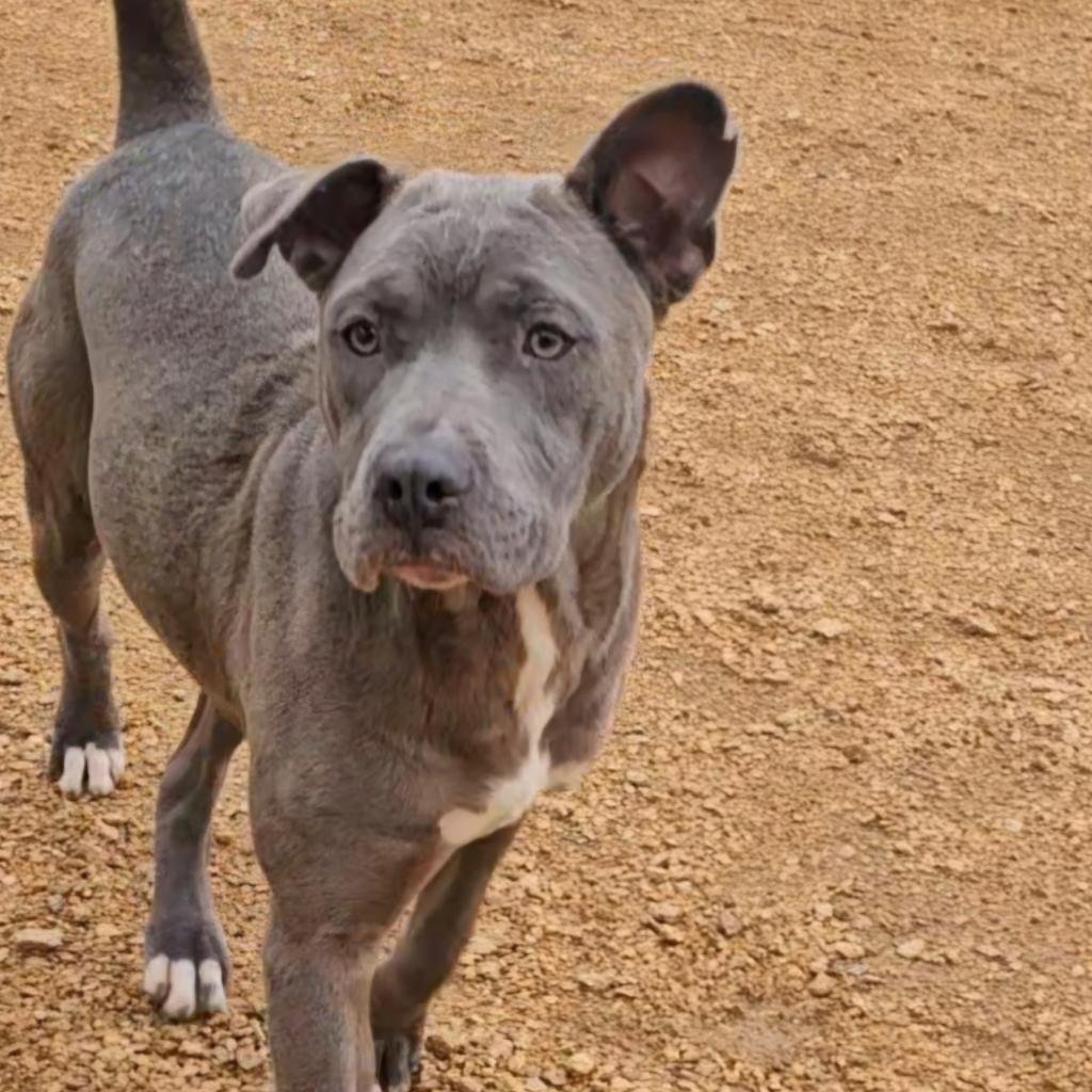 adoptable Dog in Bentonville, AR named Margaery