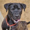 adoptable Dog in , AR named Tree