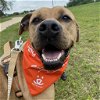 adoptable Dog in  named Ramsey