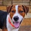 adoptable Dog in bentonville, AR named Ralphie