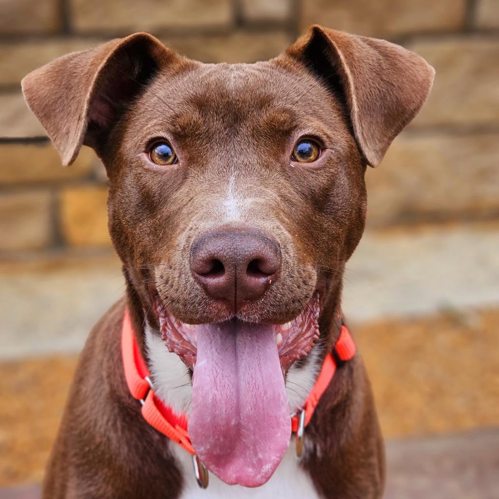 adoptable Dog in Bentonville, AR named Anderson