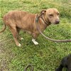 adoptable Dog in bentonville, AR named Buffy