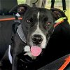 adoptable Dog in benton, AR named Rylee