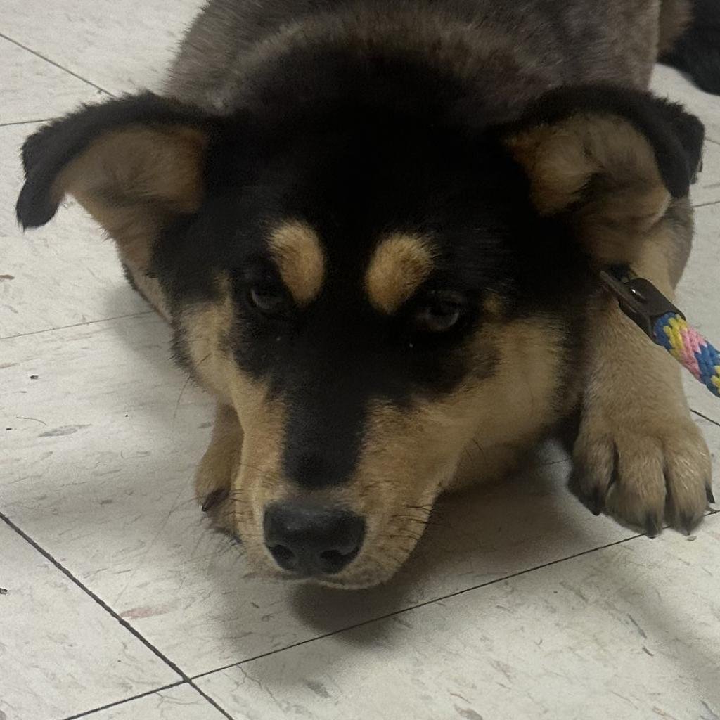 adoptable Dog in Bentonville, AR named Spencer