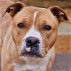 adoptable Dog in bentonville, AR named Zoey