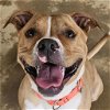 adoptable Dog in , AR named Zoey