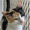 adoptable Cat in benton, AR named Claire