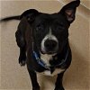 adoptable Dog in , AR named Tolani
