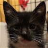 adoptable Cat in bentonville, AR named Sassy