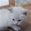 adoptable Cat in bentonville, AR named Mercury