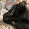 adoptable Cat in bentonville, AR named Tyrone