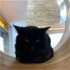 adoptable Cat in benton, AR named Tyrone