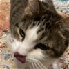 adoptable Cat in bentonville, AR named Tonya